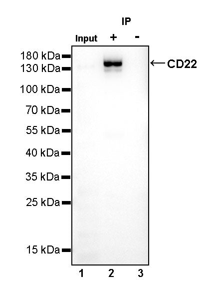 CD22 Recombinant Rabbit mAb (SDT-R113)