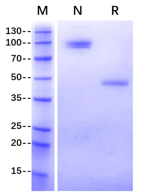 TIGIT Fc Chimera Protein, Human
