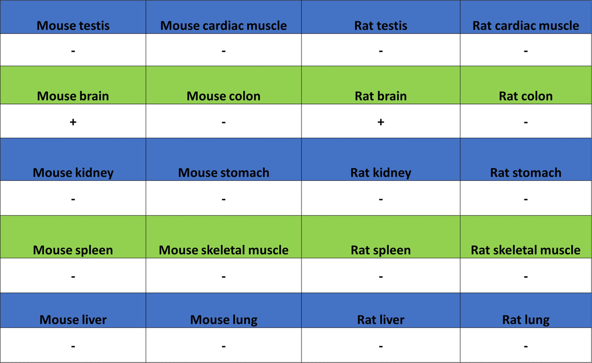 MOG Rabbit Polyclonal Antibody