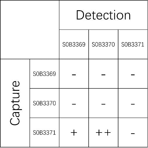MICB Recombinant Rabbit mAb (SDT-1472-73)