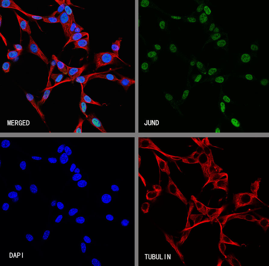 JUND Recombinant Rabbit mAb (S-4270-48)