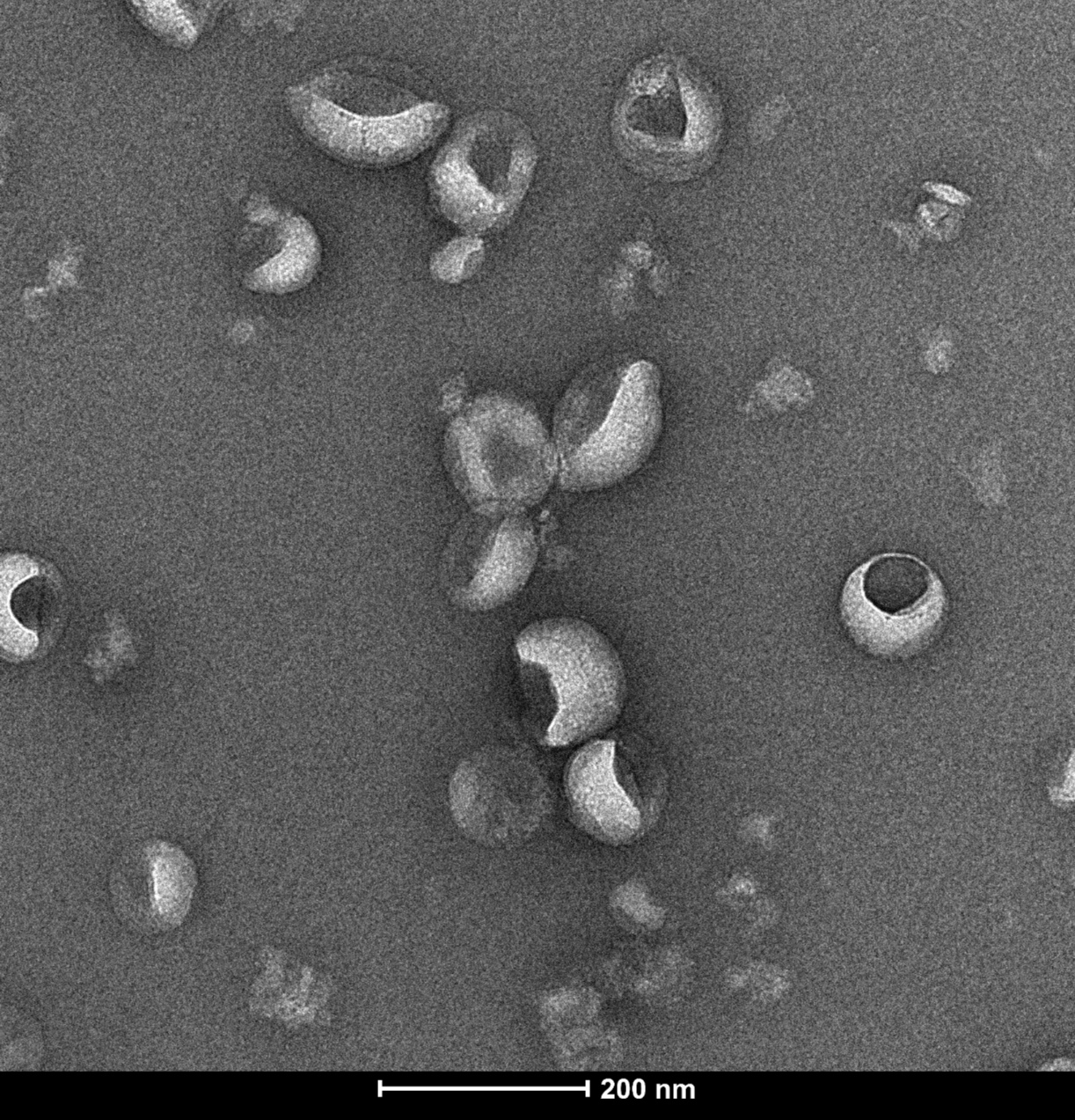 Virus-Like Particle (VLP) Protein-isotype control