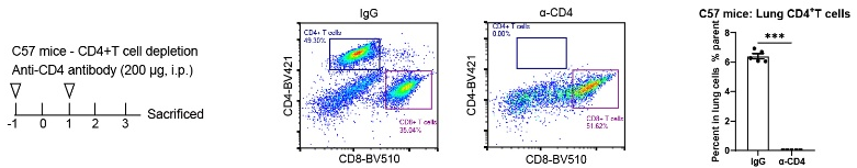 Invivo anti-mouse CD4 Recombinant mAb