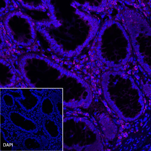 CD45 Recombinant Rabbit mAb (Alexa Fluor® 647 Conjugate) (S-R035)
