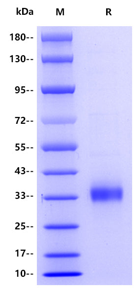 Human Adiponectin, his tag