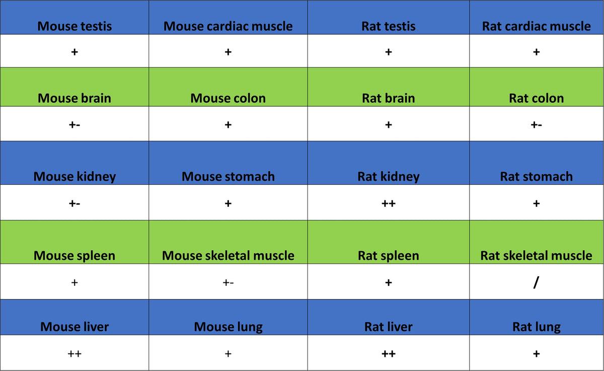 Ferritin Heavy Chain Recombinant Rabbit mAb (S-5419)