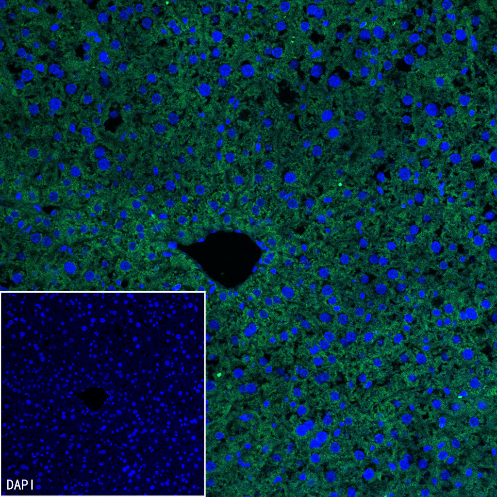 MDH2 Recombinant Mouse mAb (S-5411)
