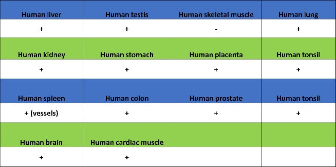 P4HB Recombinant Rabbit mAb (S-1524-120)