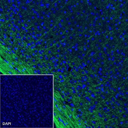 Myelin Oligodendrocyte Glycoprotein (MOG) Recombinant Rabbit mAb (S-1384-61)