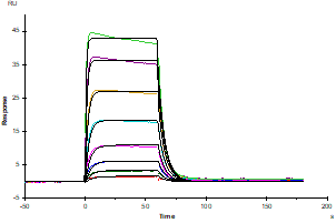 IL-2R beta/CD122 His Tag Protein, Human