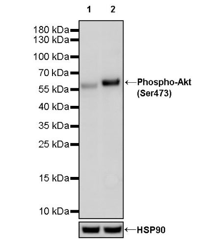 Phospho-Akt (Ser473) Mouse mAb (S-769-59)