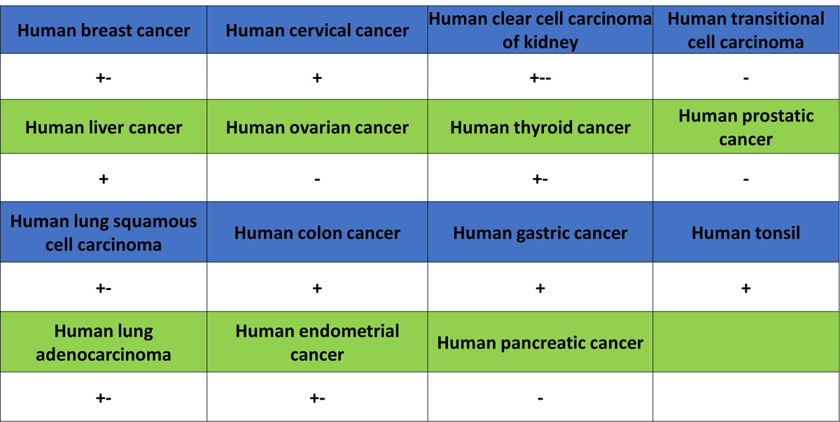 Phospho-DNA-PKcs (Ser2056) Recombinant Rabbit mAb (S-3813)