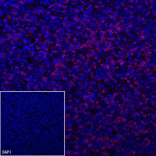 CD8α Mouse mAb (Alexa Fluor® 594 Conjugate) (SDT-1036-34)