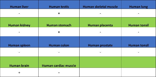 PSAP Recombinant Rabbit mAb (S-2399-11)