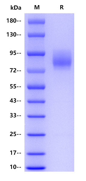 Human CD55, hFc tag