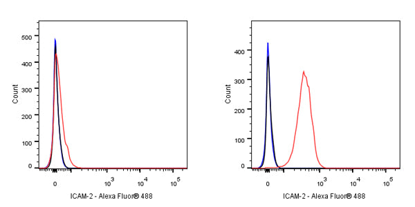 ICAM-2 Recombinant Rabbit mAb (S-R359)