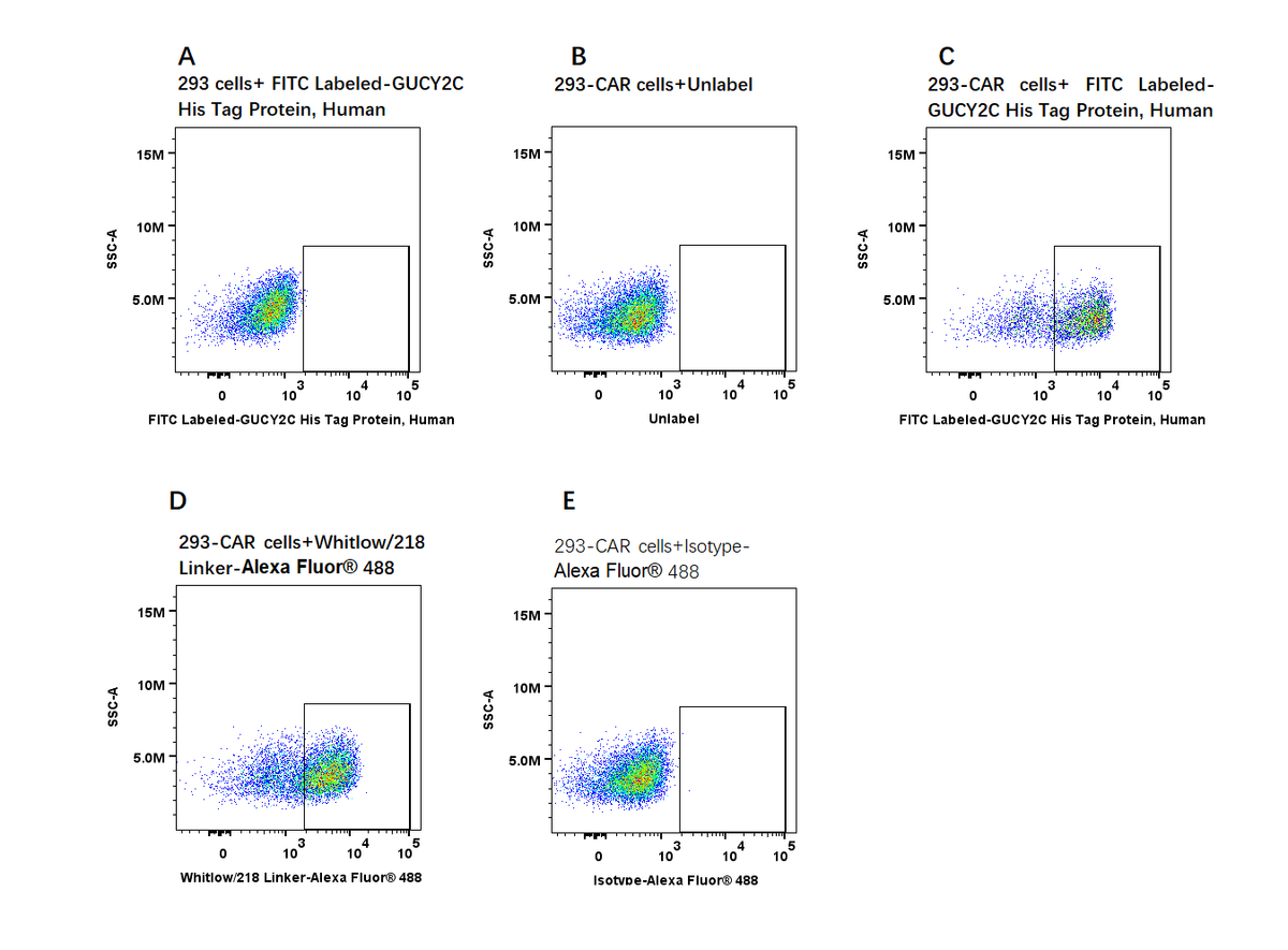 FITC Labeled-GUCY2C His Tag Protein, Human