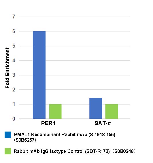 BMAL1 Recombinant Rabbit mAb (S-1918-155)
