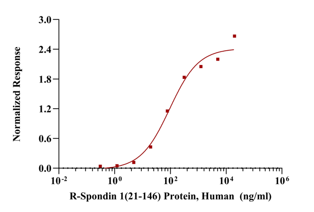 R-Spondin 1(21-146) Protein, Human