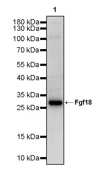 Fgf18 Recombinant Rabbit mAb (S-3580-71)