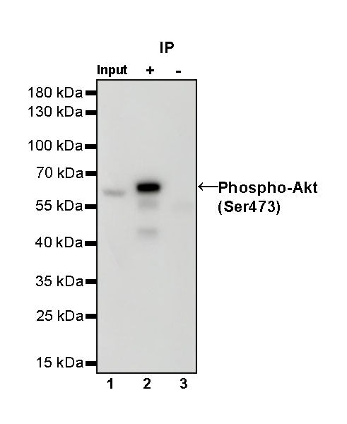 Phospho-Akt (Ser473) Recombinant Rabbit mAb (S-622-64)