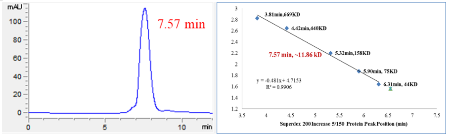 BRAF Flag Tag Protein,Human