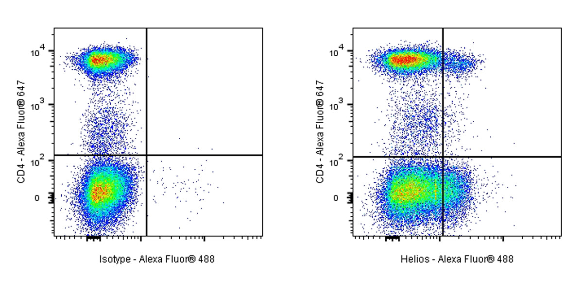 Armenian hamster Anti-Mouse/Human Helios Antibody (22F6)