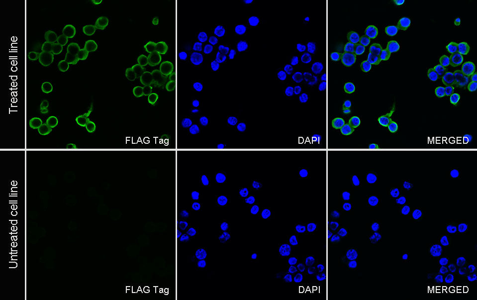 FLAG Tag Recombinant Rabbit mAb (S-SC044)