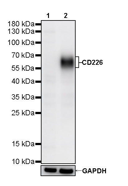 CD226 Recombinant Rabbit mAb (SDT-284-30)