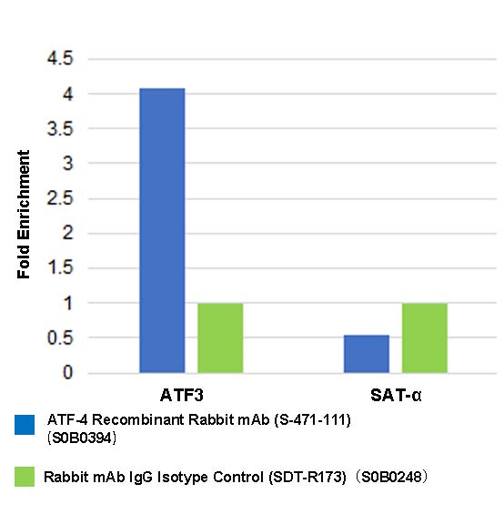 ATF-4 Recombinant Rabbit mAb (S-471-111)