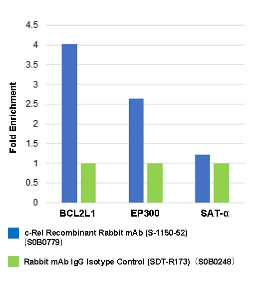 c-Rel Recombinant Rabbit mAb (S-1150-52)
