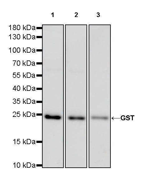 GST Tag Recombinant Rabbit mAb (HRP Conjugate) (S-372-19)