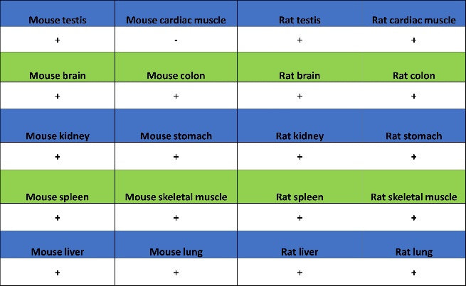 TFEB Recombinant Rabbit mAb,PBS Only (SDT-2411-7)