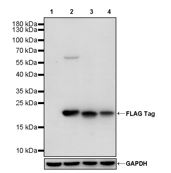 FLAG Tag Recombinant Rabbit mAb (HRP Conjugate) (S-SC044)