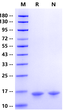 FABP6 His Tag Protein, Human