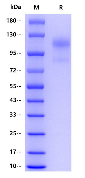 Human CD34, hFc tag