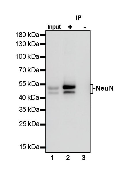NeuN Recombinant Rabbit mAb (S-392-1)