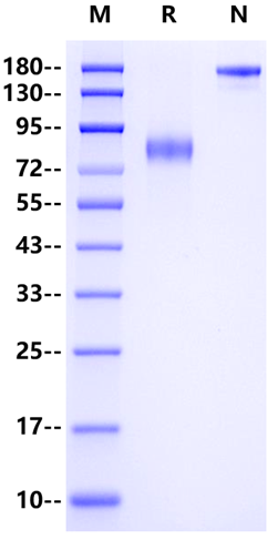 IL-3 Rα/CD123 Fc Chimera Protein, Mouse
