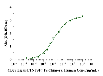 CD27/TNFRSF7 His Tag Protein, Human
