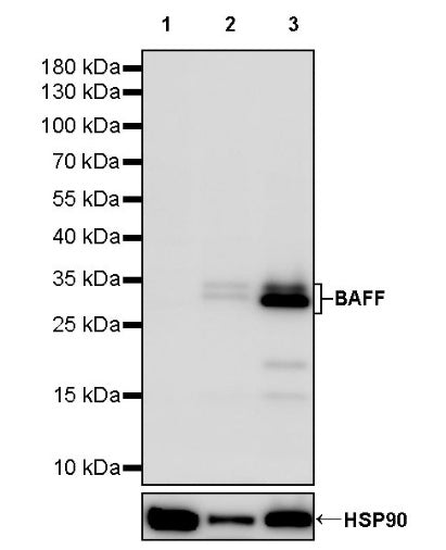 BAFF Recombinant Rabbit mAb (S-2175-109)
