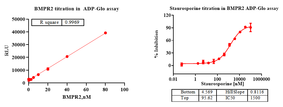 BMPR2 Protein, Human