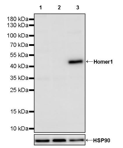 Homer1 Rabbit Polyclonal Antibody