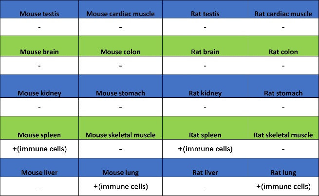 Olfm4 Recombinant Rabbit mAb (S-2748-67)