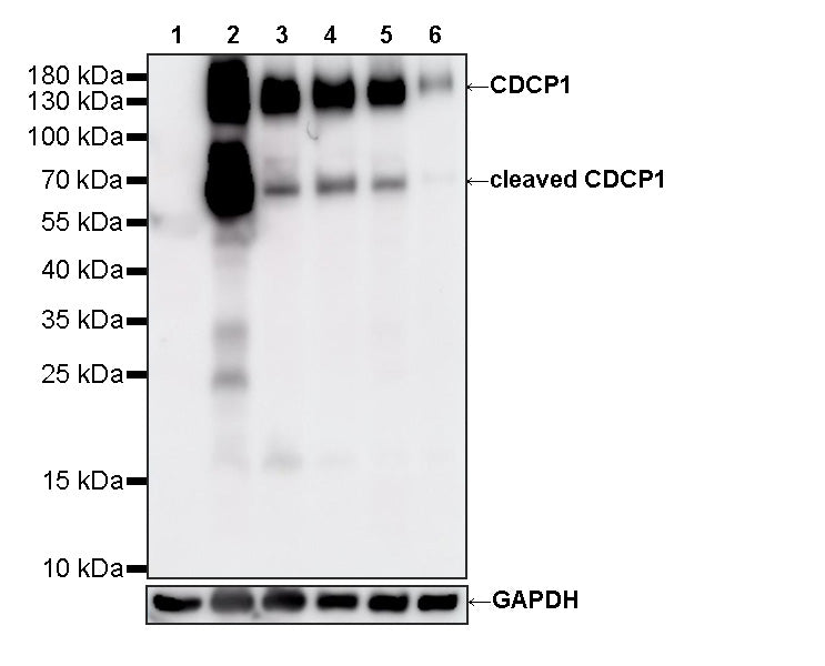 CDCP1 Recombinant Rabbit mAb (S-3437-336)