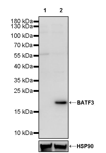 BATF3 Recombinant Rabbit mAb (S-3189-240)