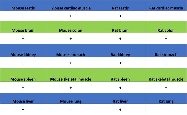 5HT1A Receptor Rabbit Polyclonal Antibody