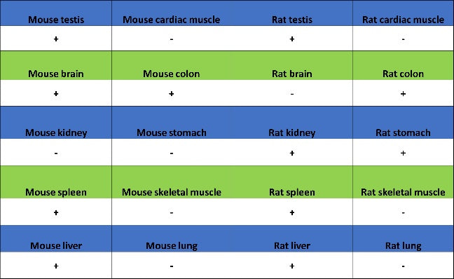 S-RMab® Caspase-7 Recombinant Rabbit mAb (S-1539-42)