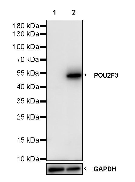 POU2F3 Recombinant Rabbit mAb (S-3664-63)