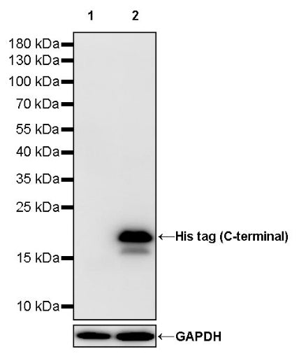 His tag (C-terminal) Mouse mAb (S-1808-7)