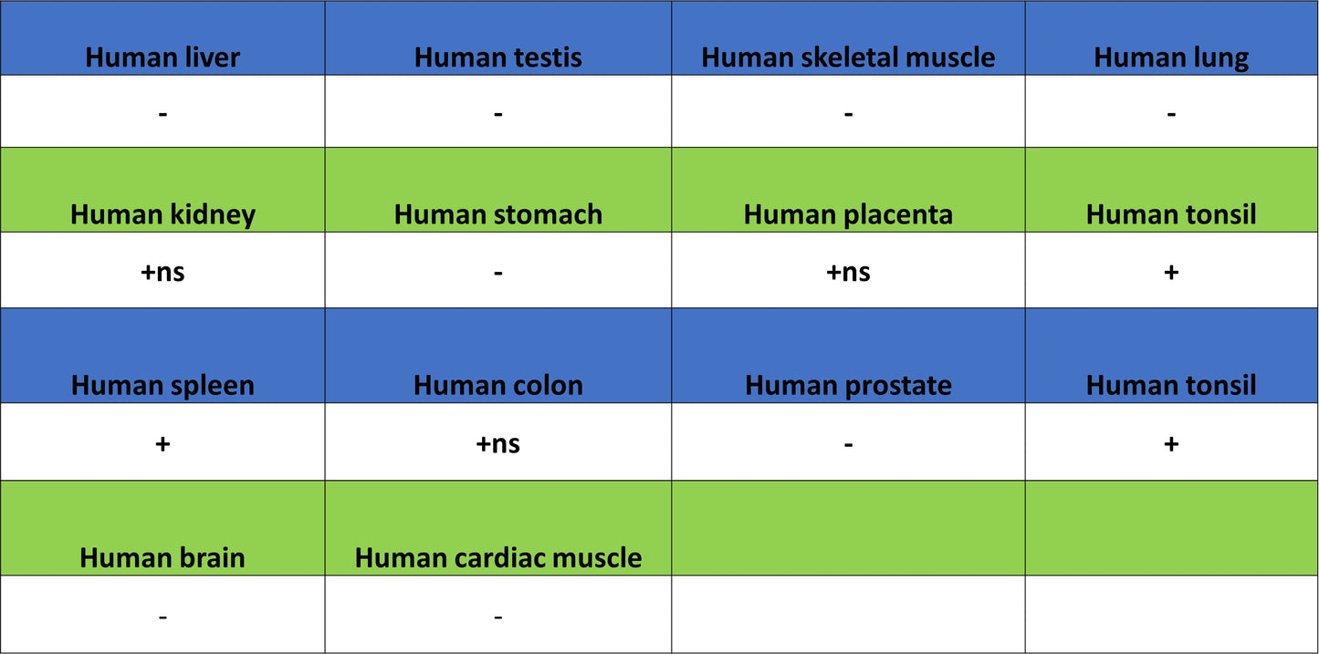 CD1c Recombinant Rabbit mAb (S-5242)